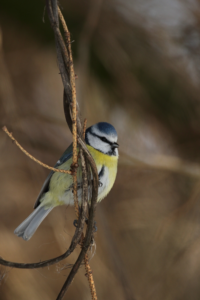 Blaumeise