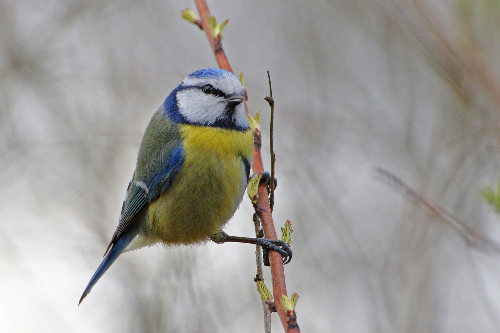 Blaumeise