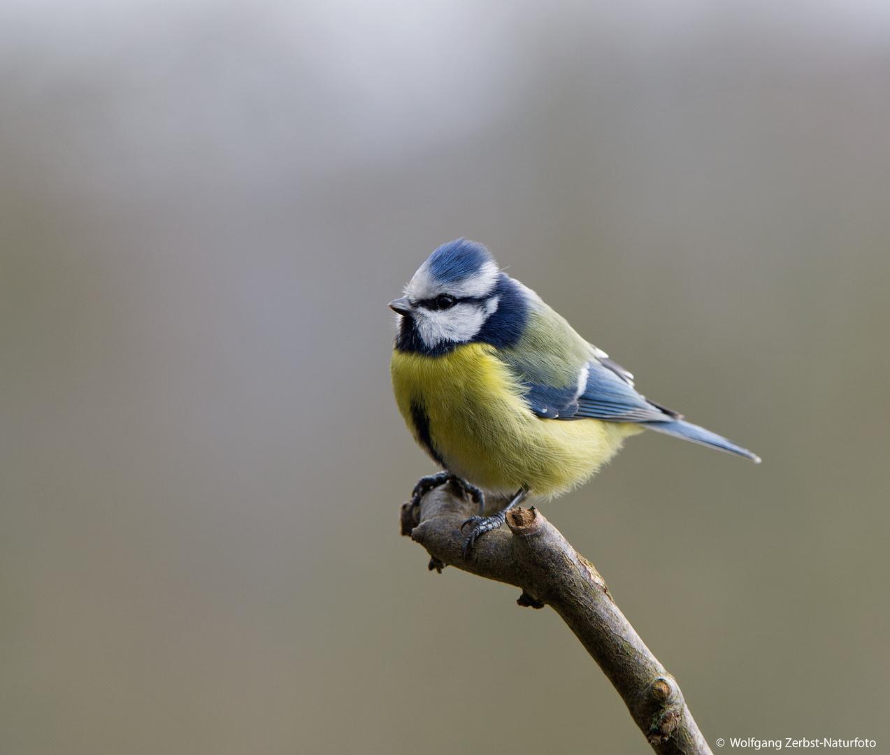 ---Blaumeise 3 ---   ( Parus caeruleus )