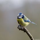 ---Blaumeise 3 ---   ( Parus caeruleus )