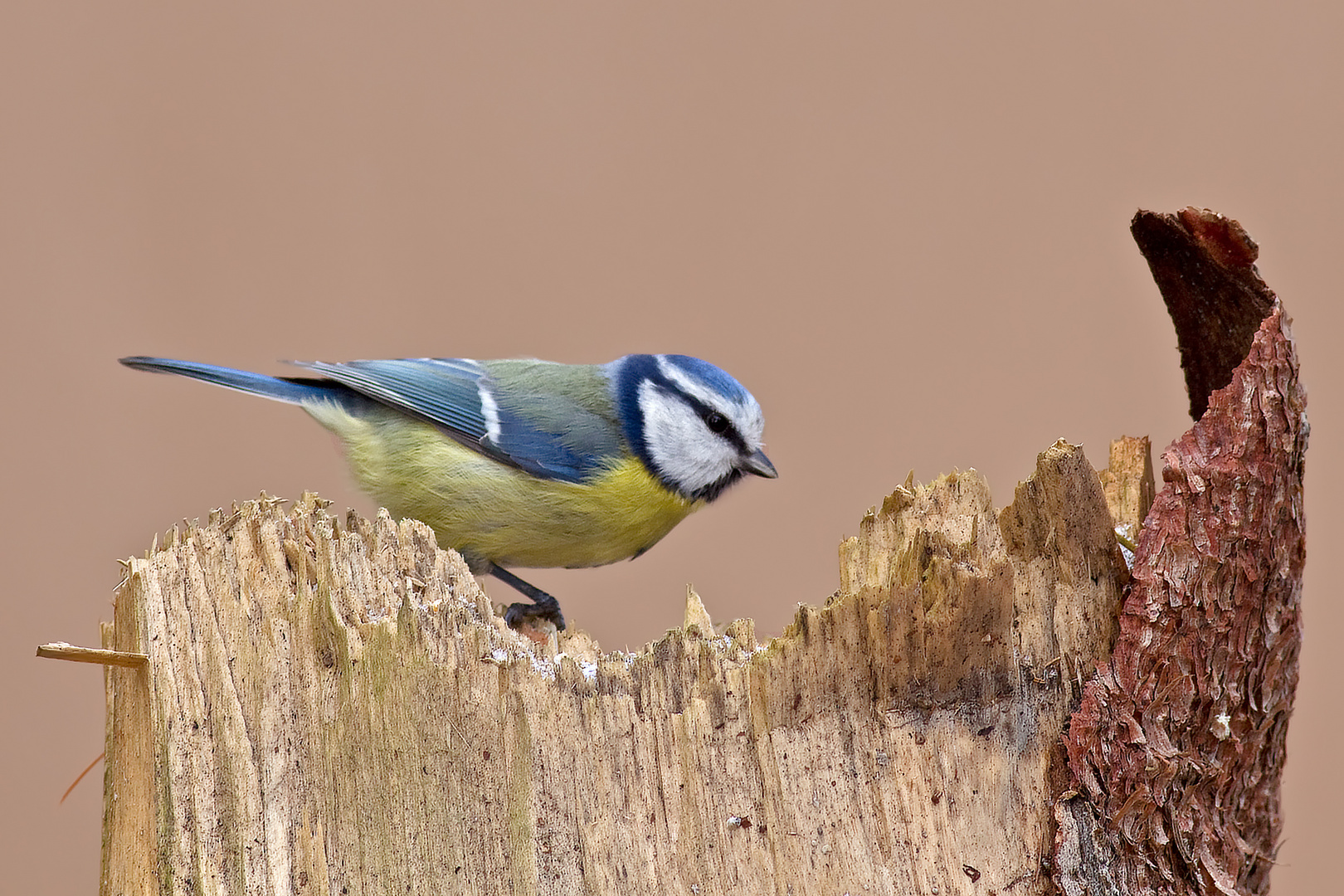 Blaumeise 3/10