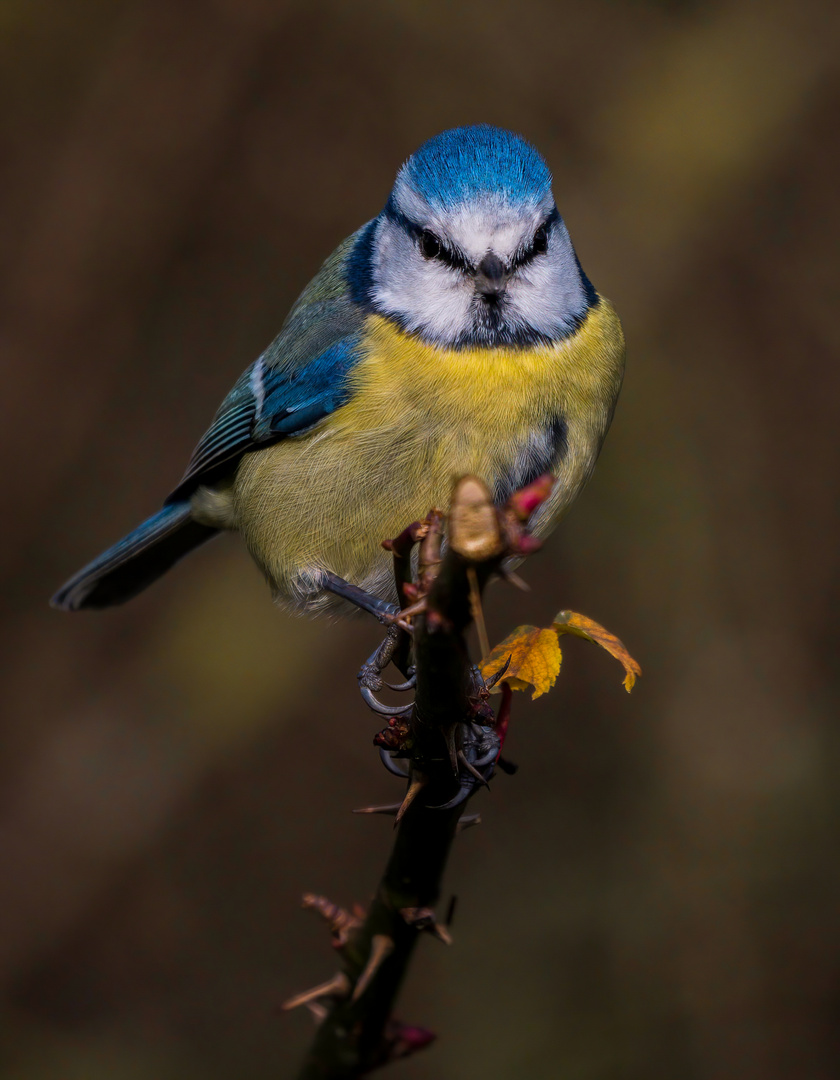 "BLAUMEISE"