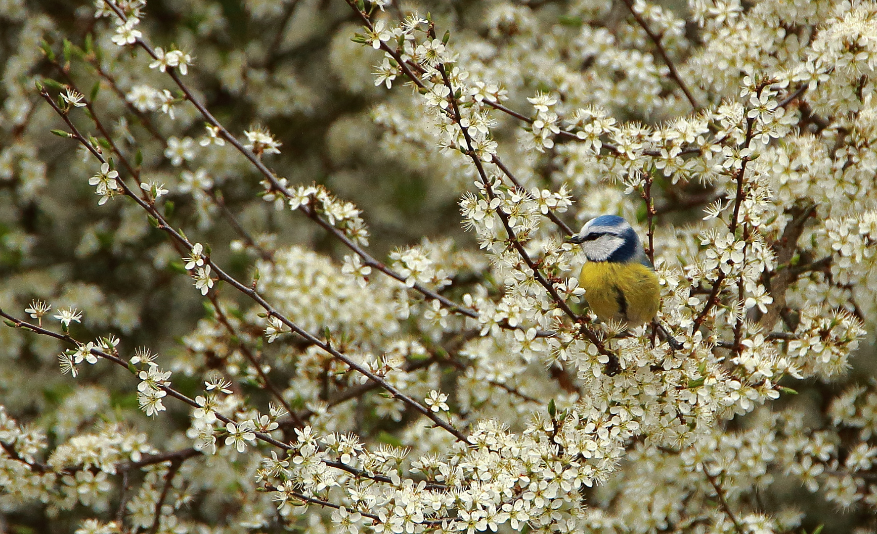 Blaumeise