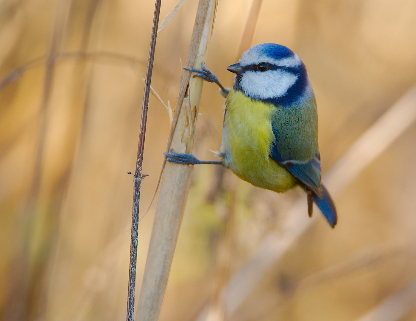 Blaumeise