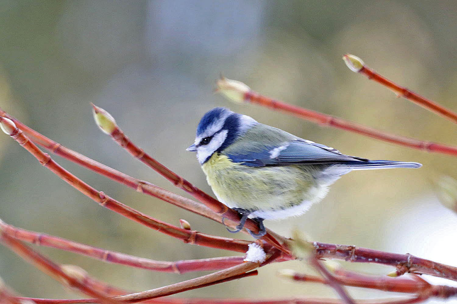 Blaumeise