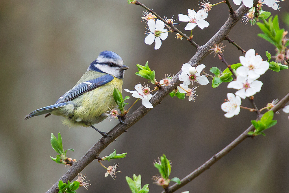 Blaumeise