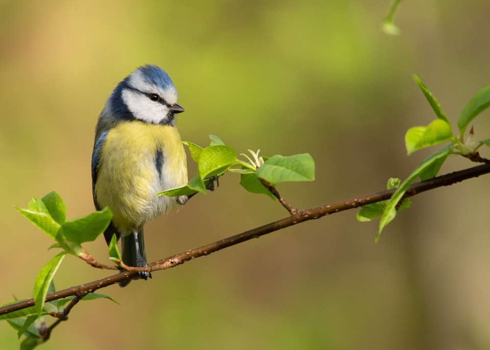 Blaumeise 