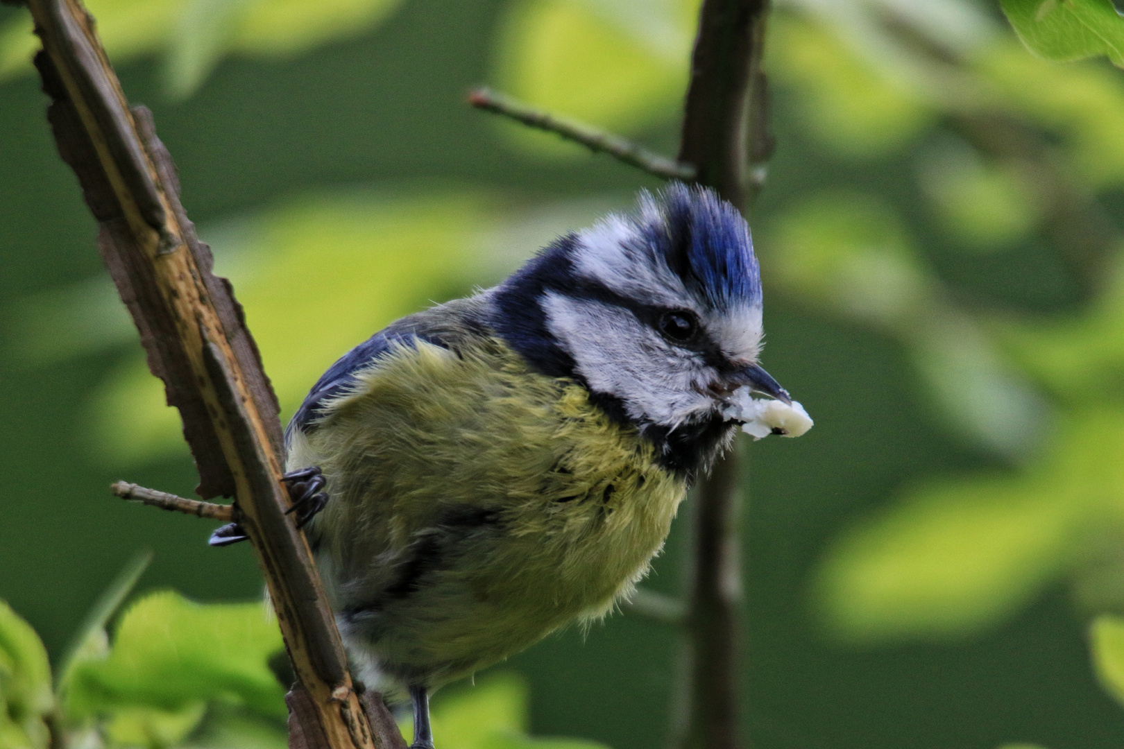 Blaumeise...