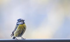 Blaumeise