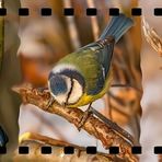 Blaumeise 3er-Bild