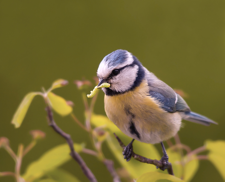 Blaumeise