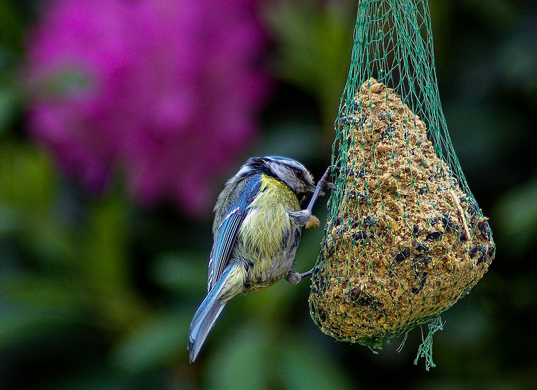 Blaumeise