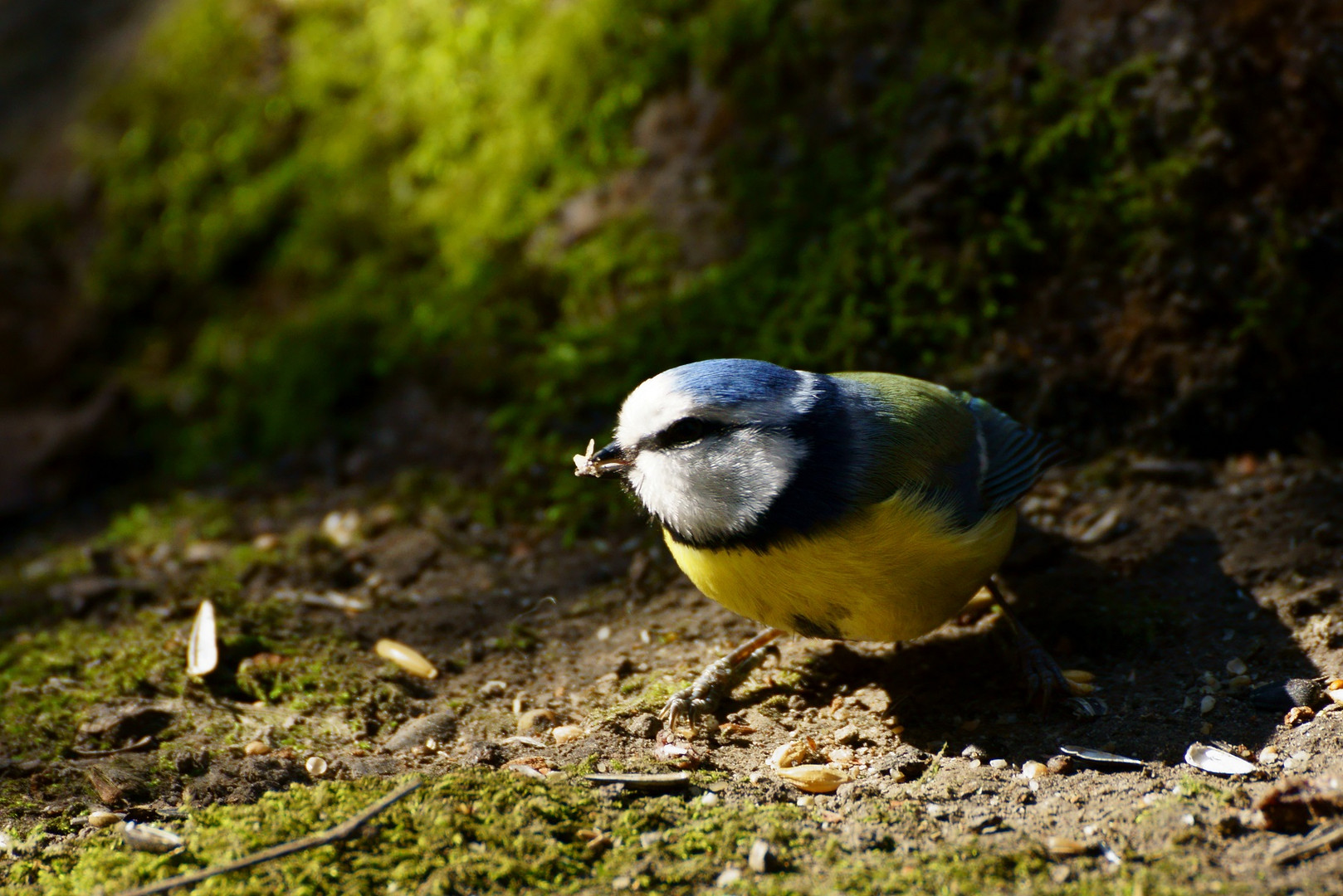 Blaumeise