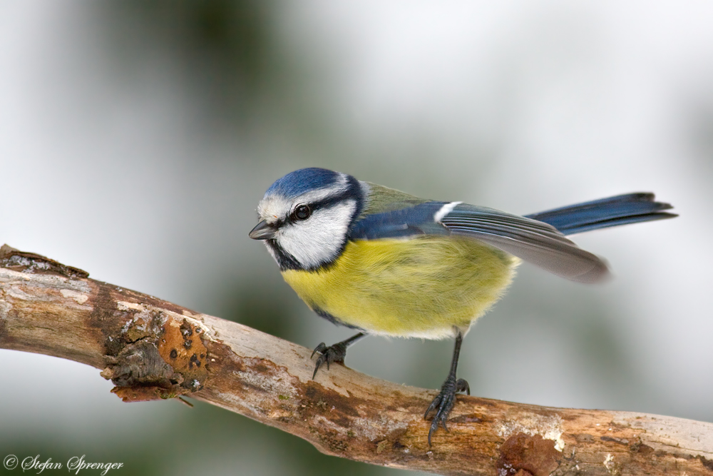 Blaumeise 4/10 - ..und Abflug