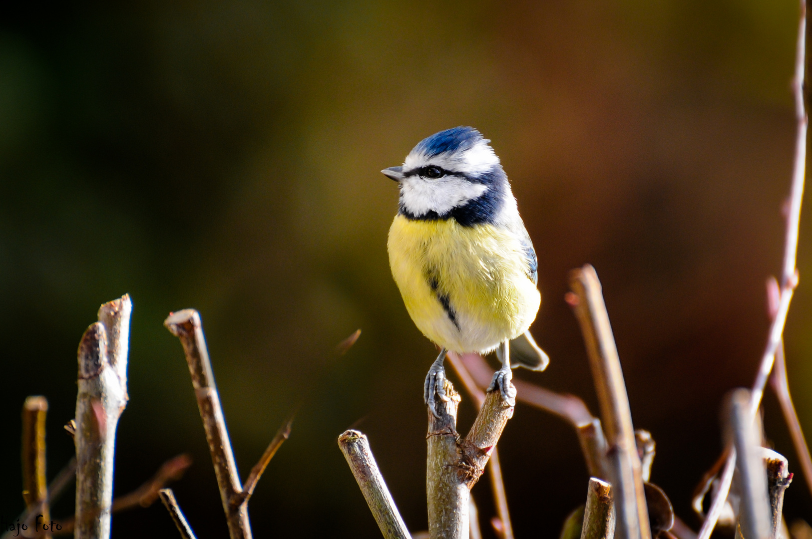 Blaumeise