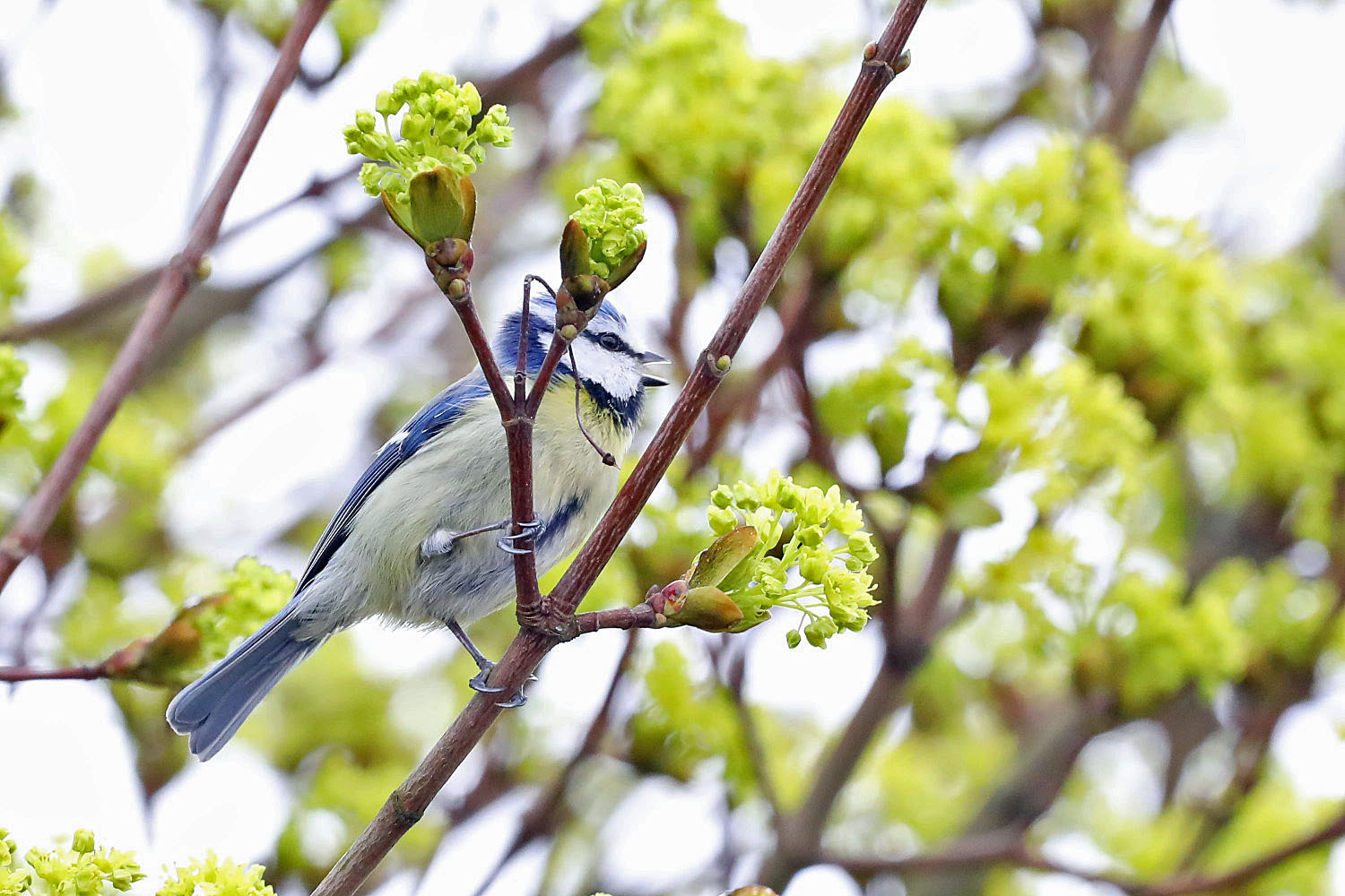 Blaumeise