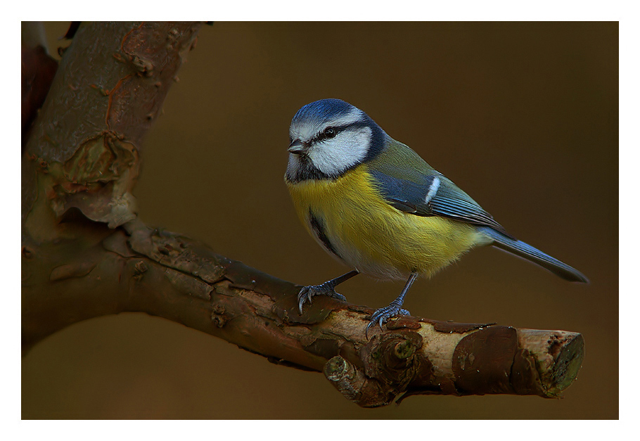Blaumeise Foto & Bild | tiere, wildlife, wild lebende vögel Bilder auf ...
