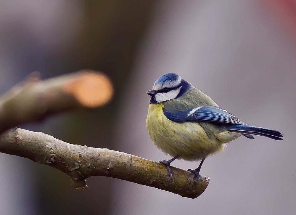 Blaumeise Foto & Bild | tiere, wildlife, wild lebende vögel Bilder auf ...