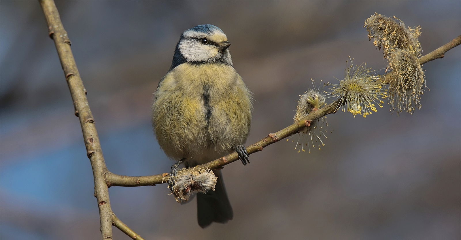 Blaumeise