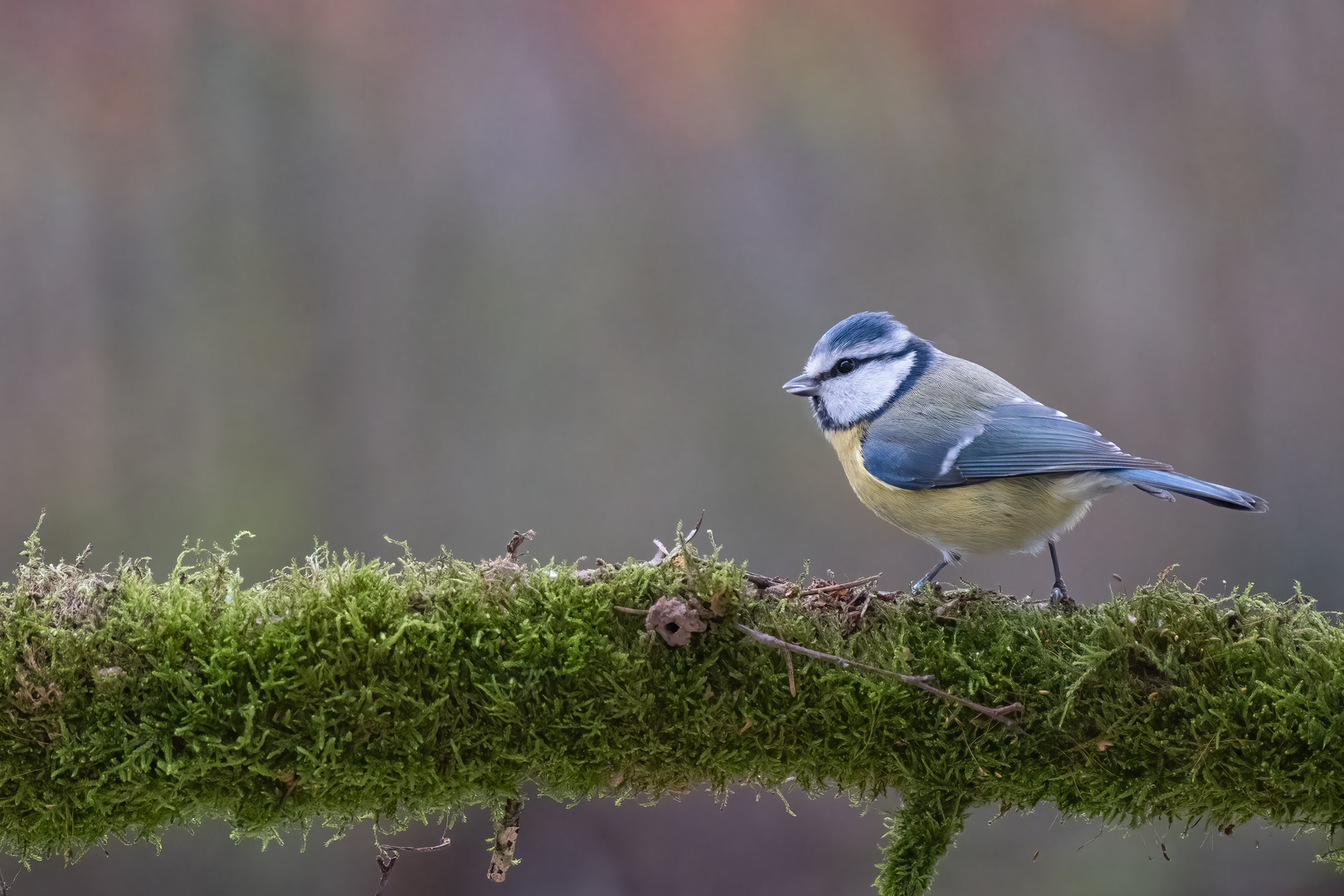 Blaumeise