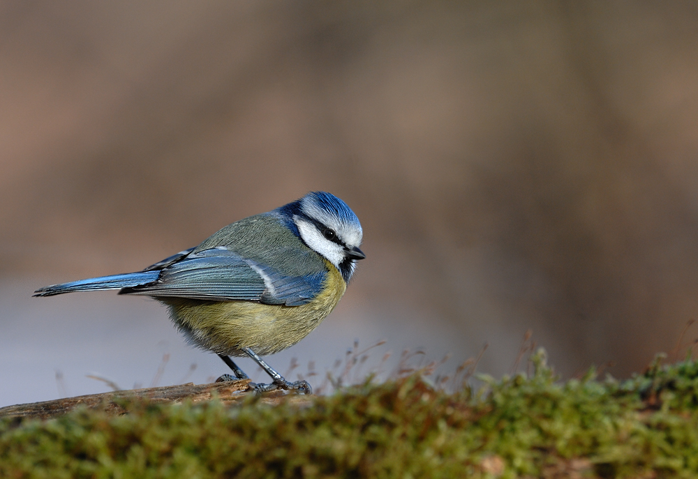 Blaumeise ....