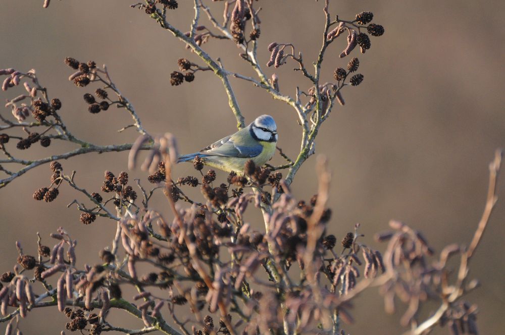 Blaumeise