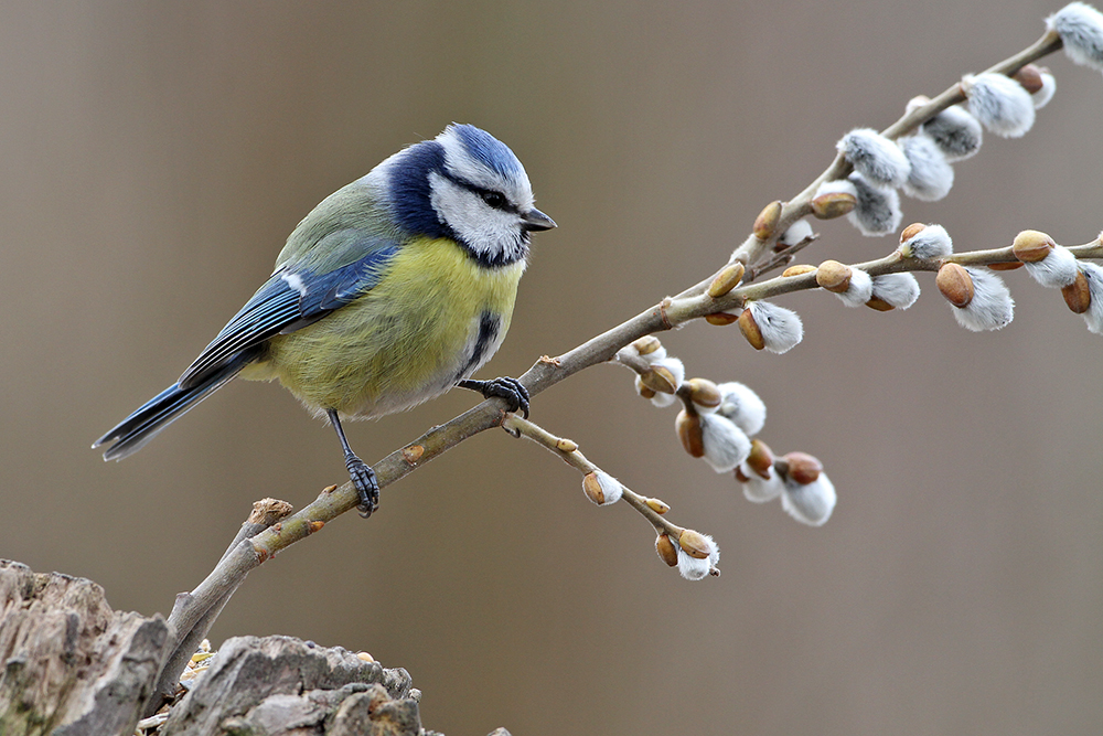 Willkommen, liebe Vogelbeobachter! Sind Sie bereit für die faszinierende Welt der Blaumeisen-Bilder?