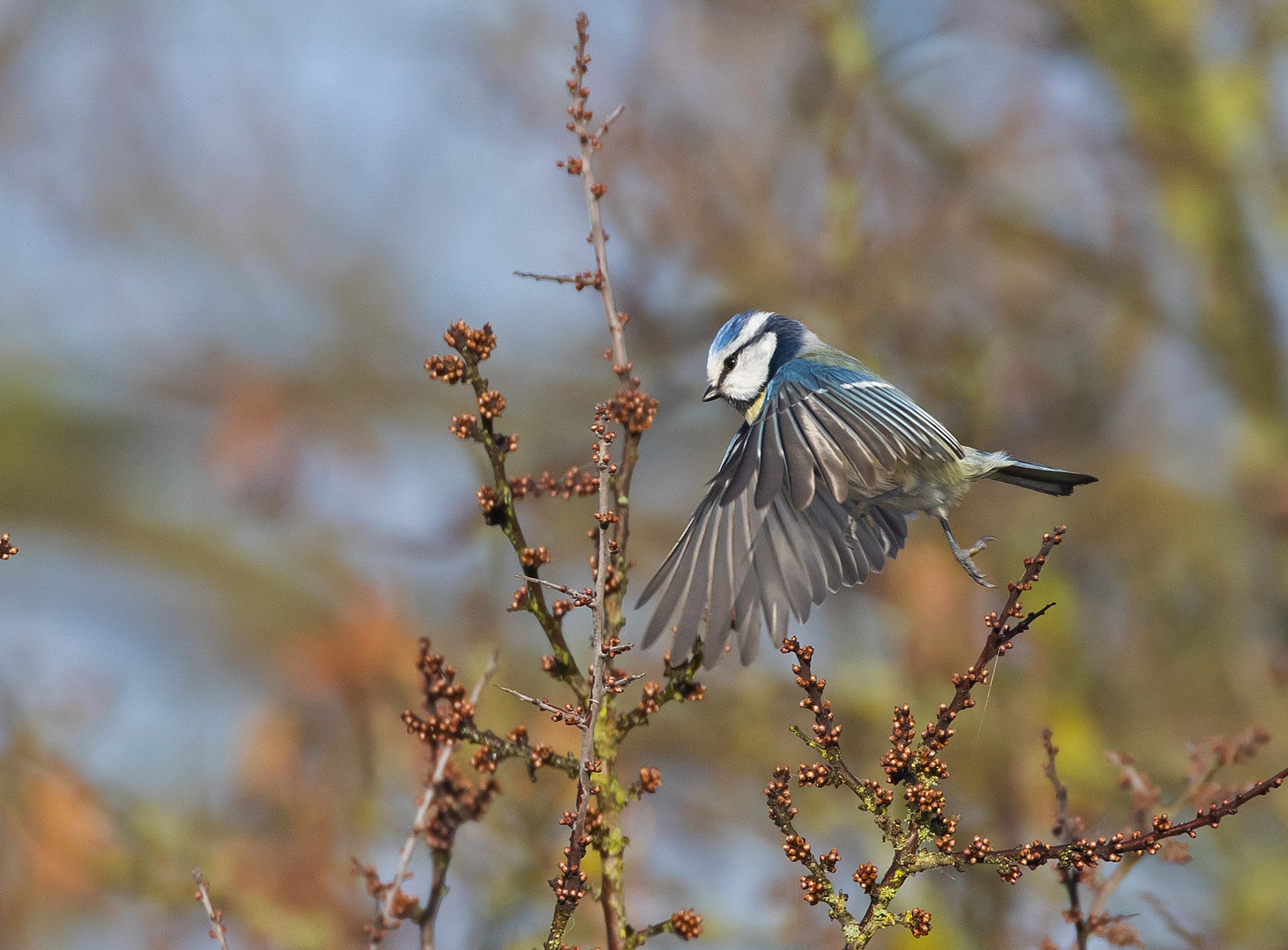 Blaumeise