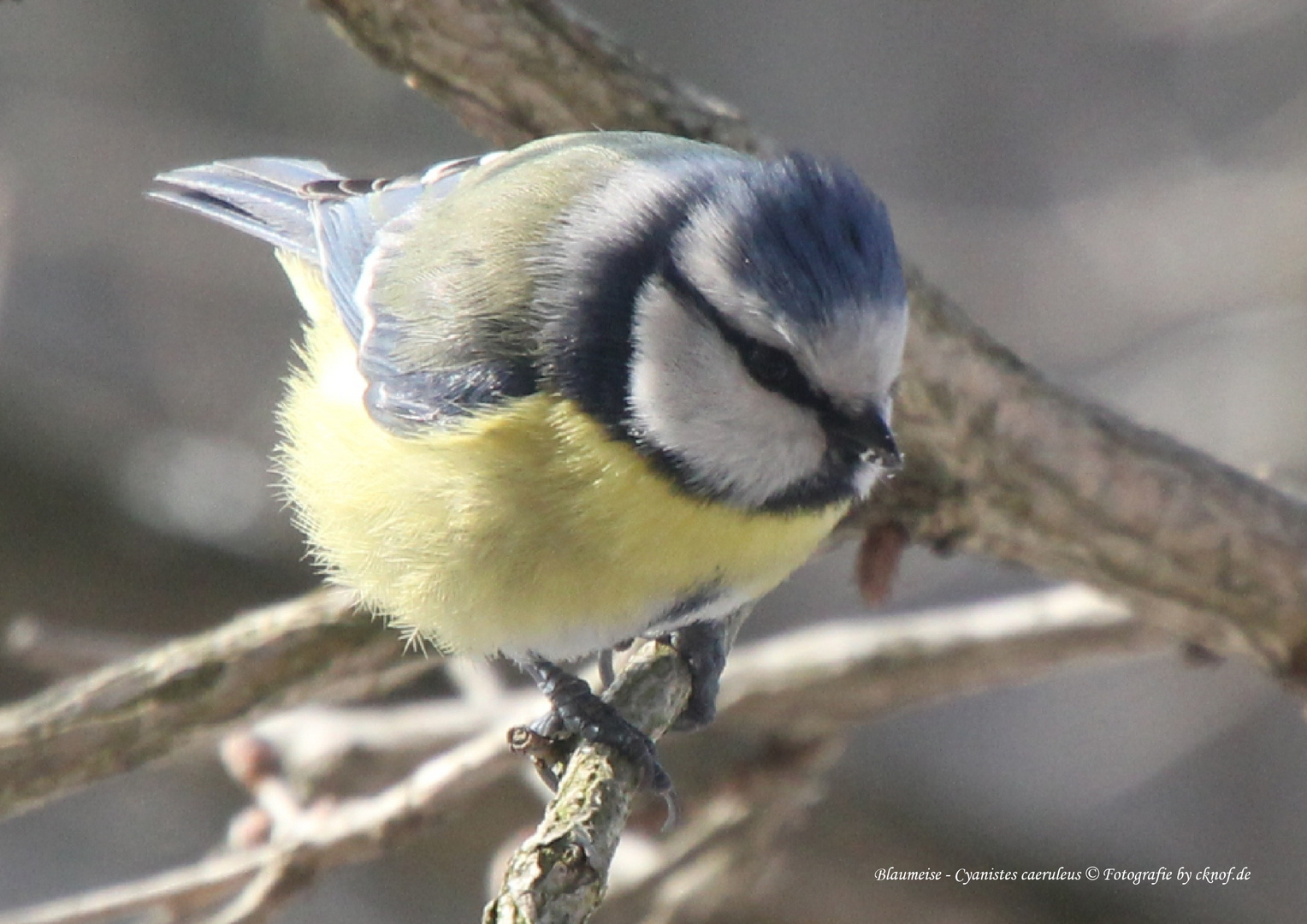 Blaumeise