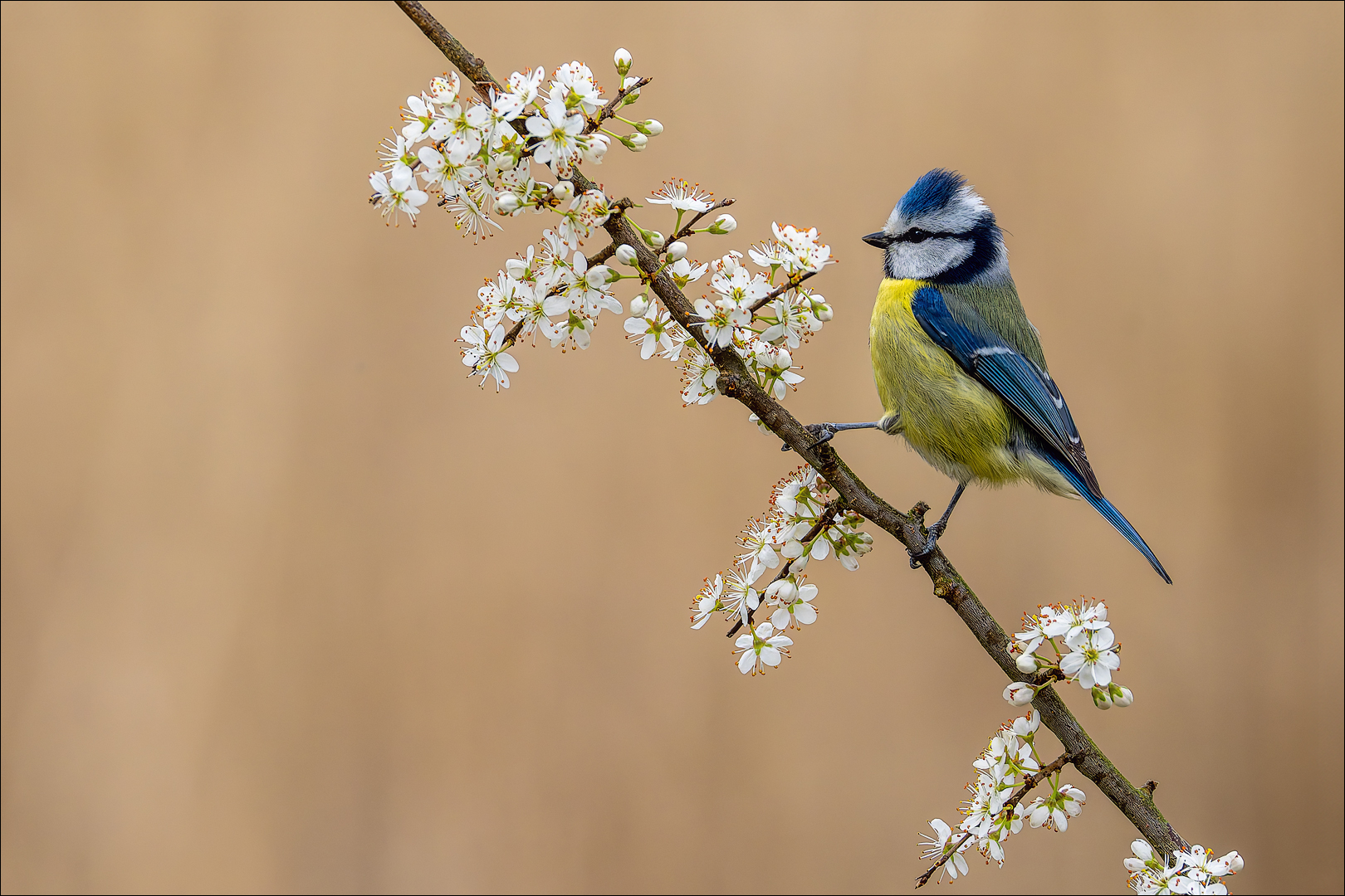 Blaumeise