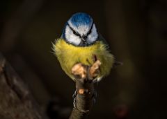Blaumeise