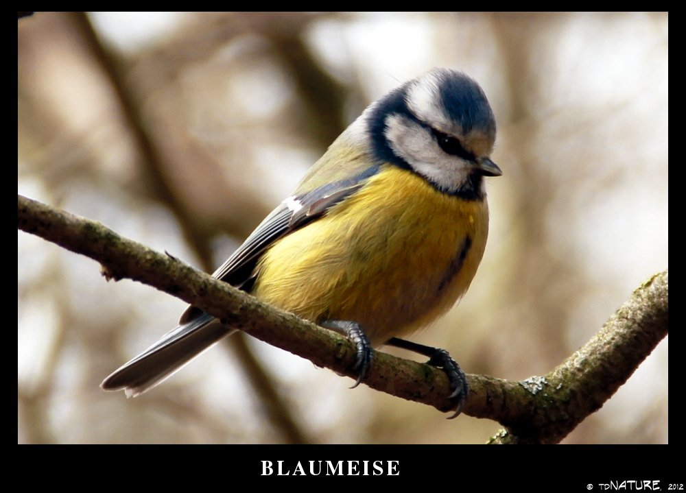 Blaumeise