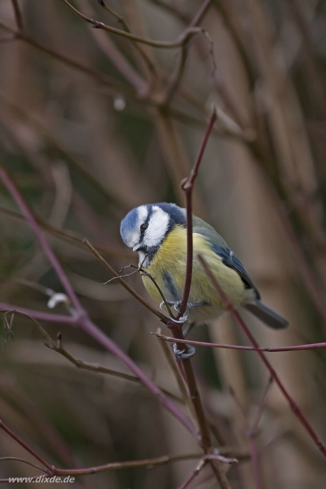 Blaumeise