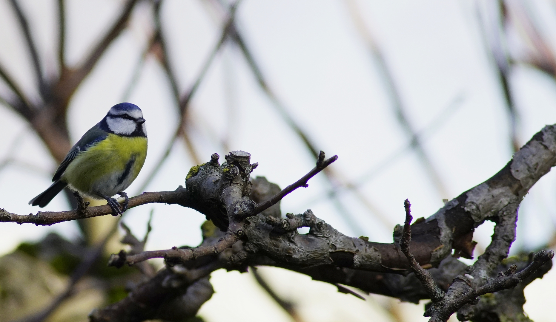 Blaumeise.