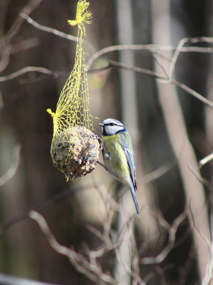 Blaumeise