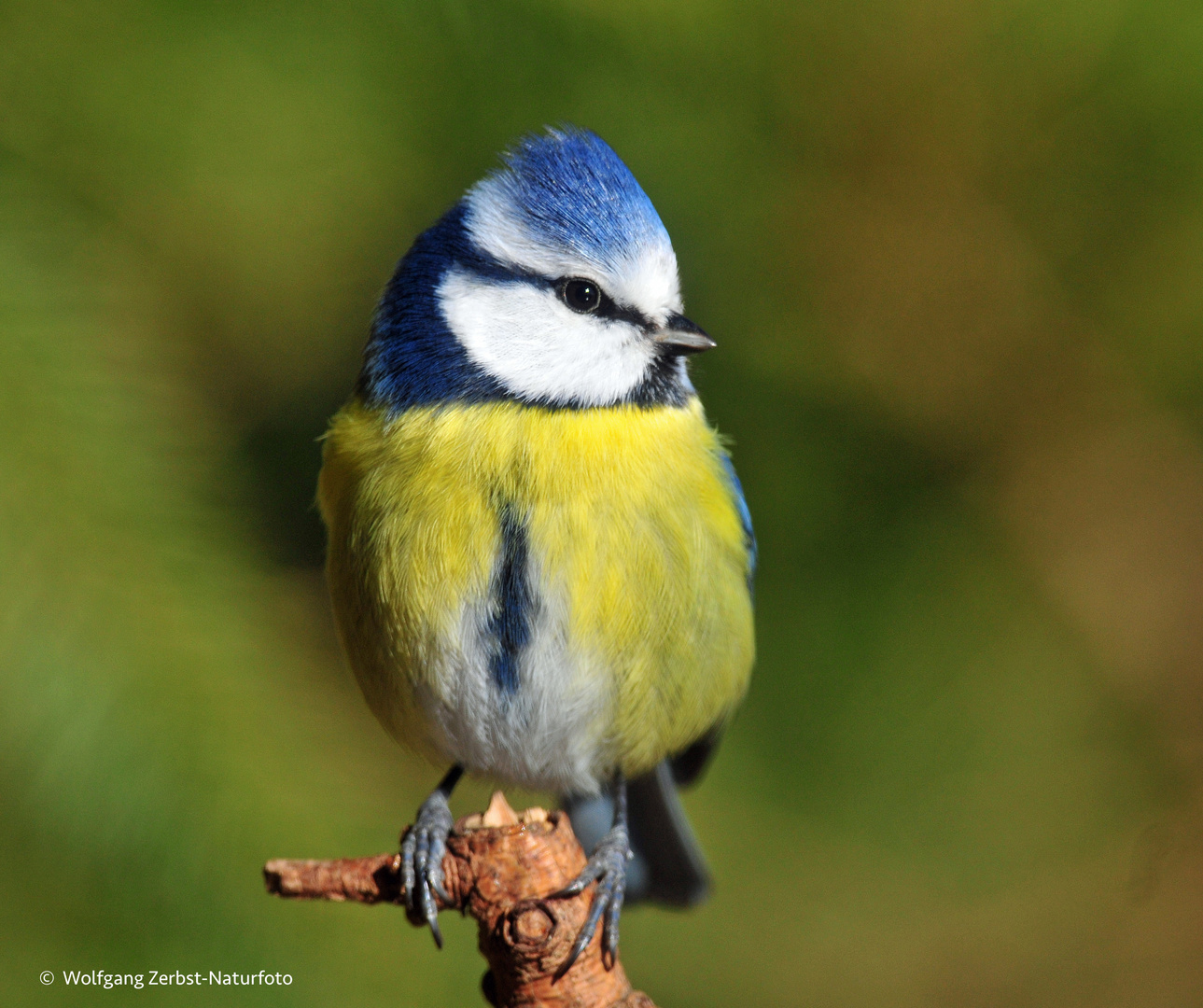 Blaumeise &mdash; Foto & Bild | fotos, natur, pflanzen Bilder auf fotocommunity