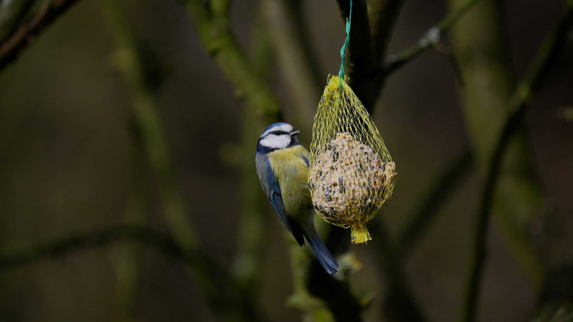 Blaumeise