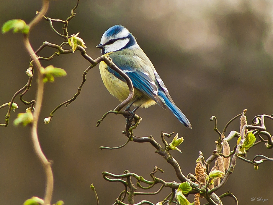 Blaumeise