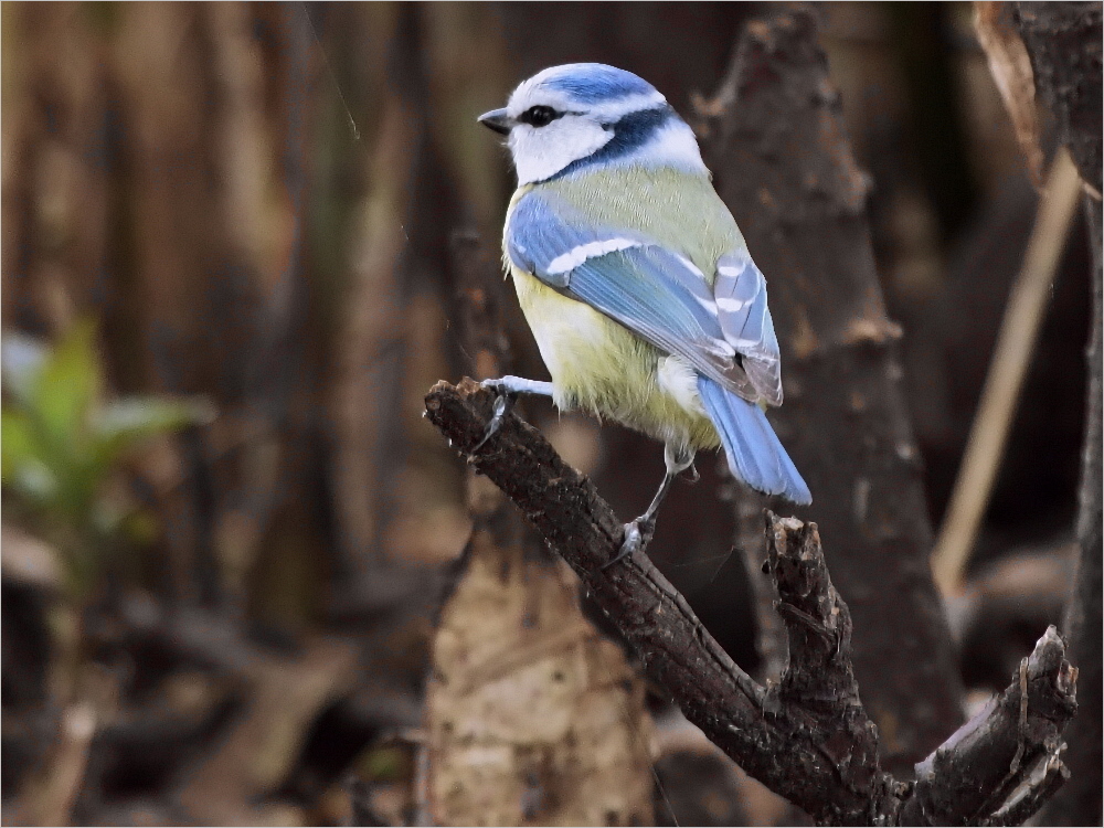 Blaumeise