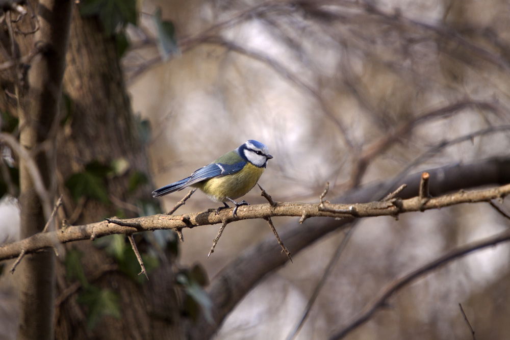 Blaumeise