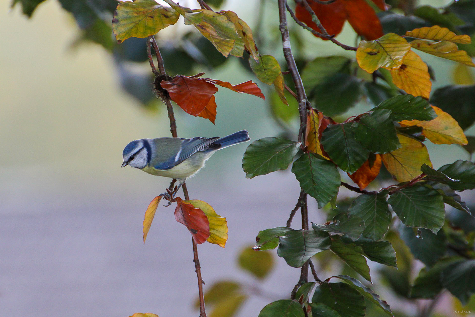 Blaumeise 