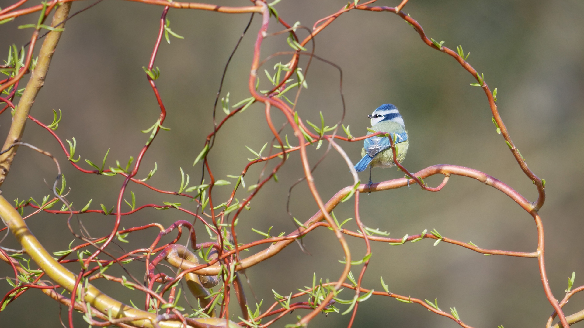 Blaumeise 