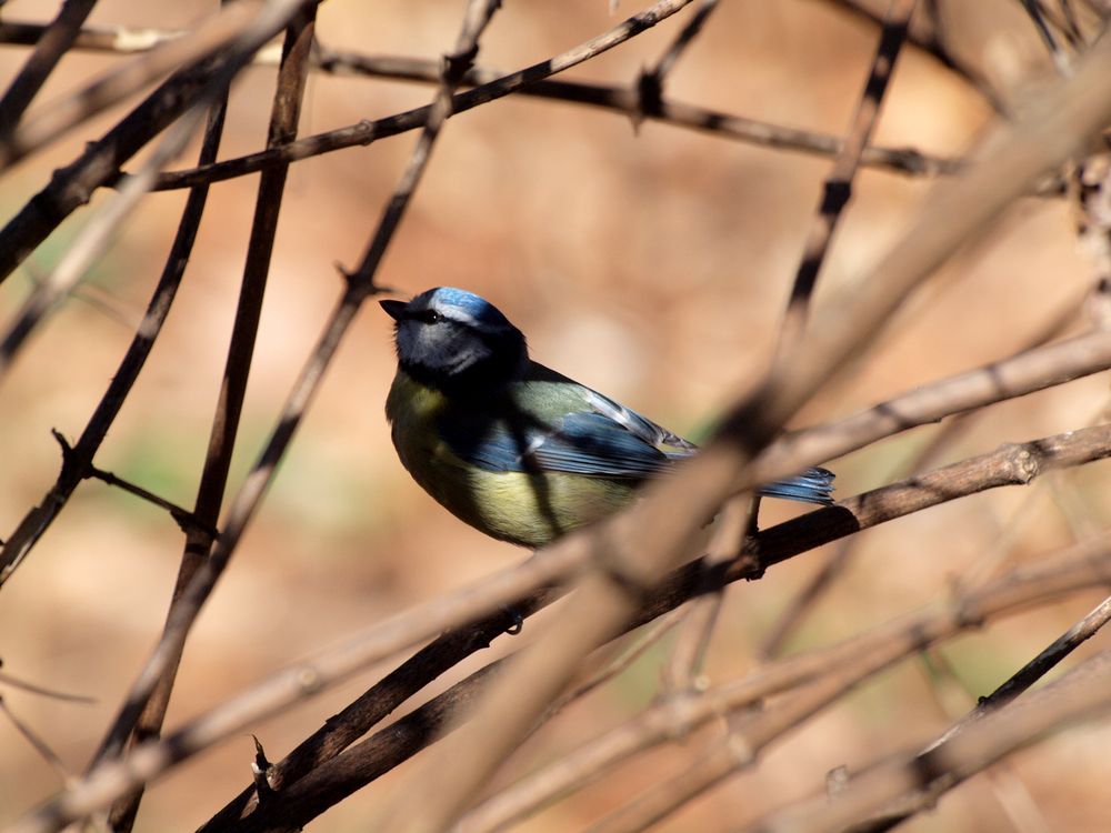 Blaumeise