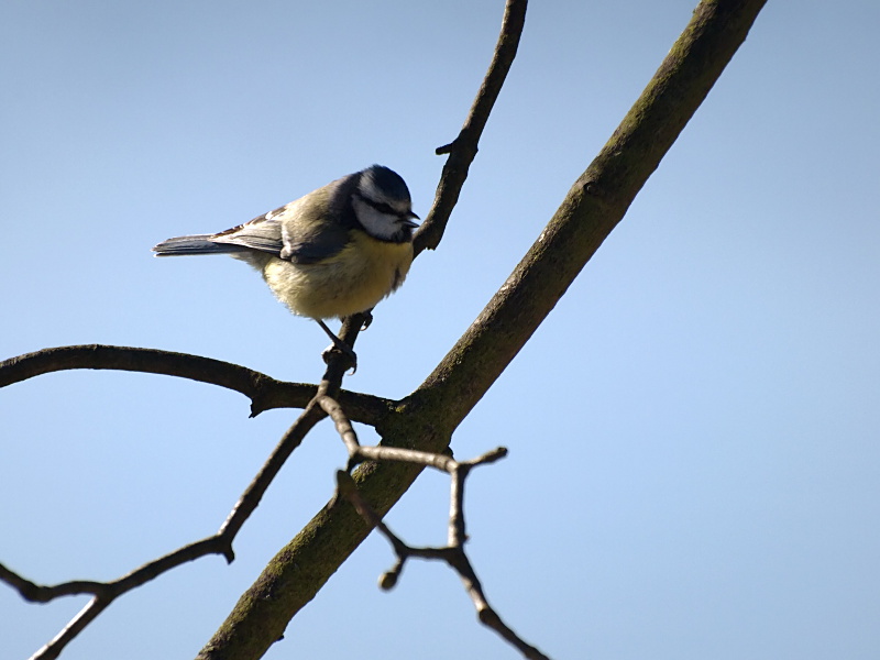 Blaumeise