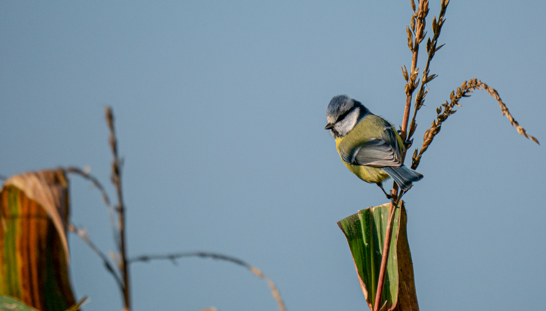 Blaumeise