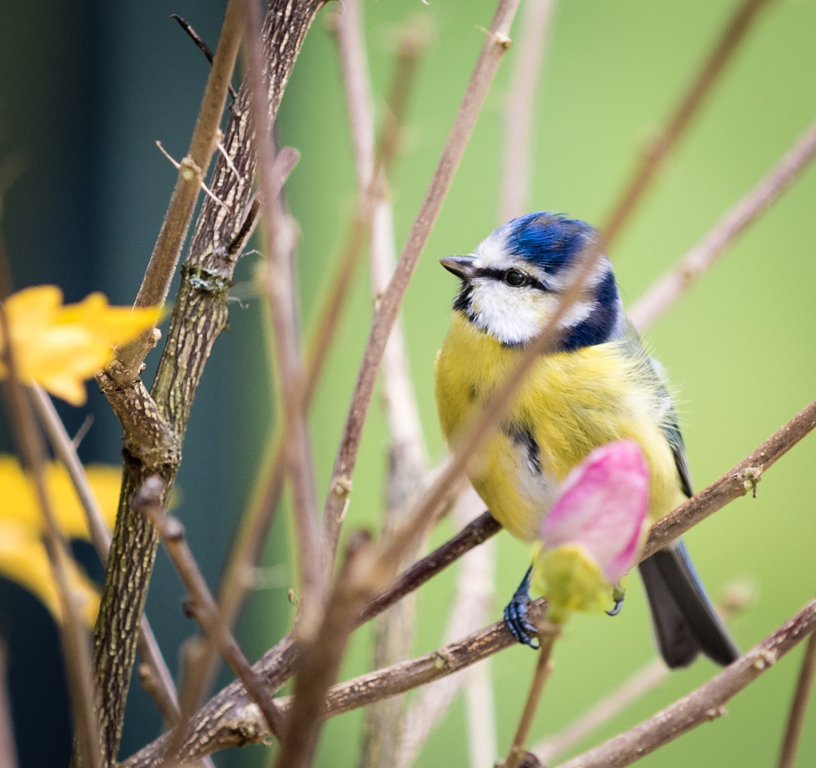 Blaumeise