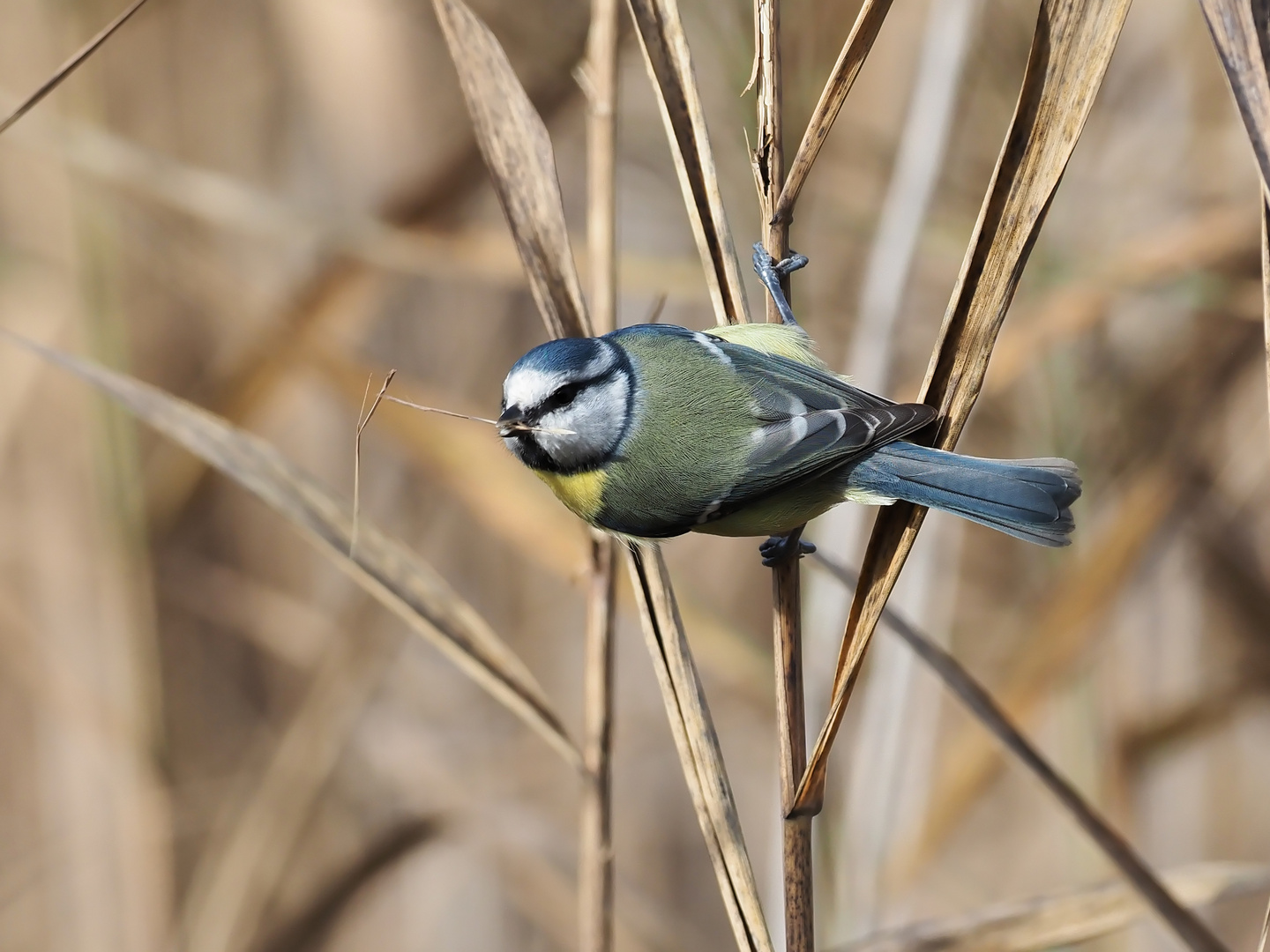 Blaumeise