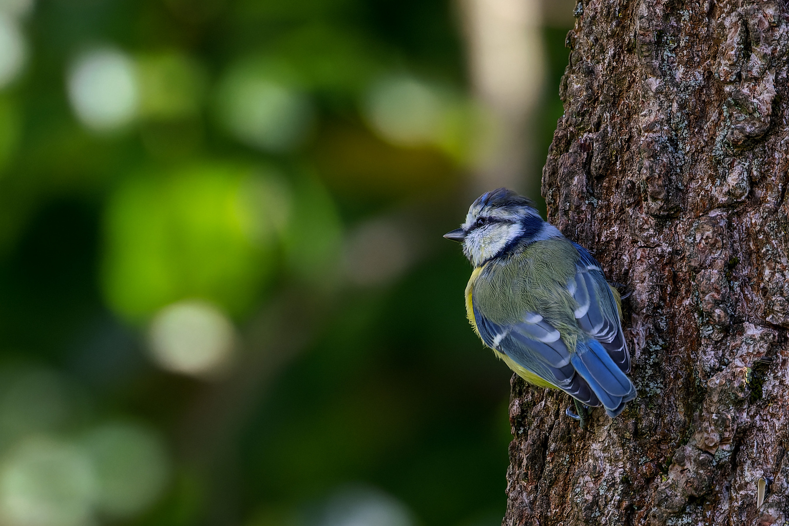 Blaumeise