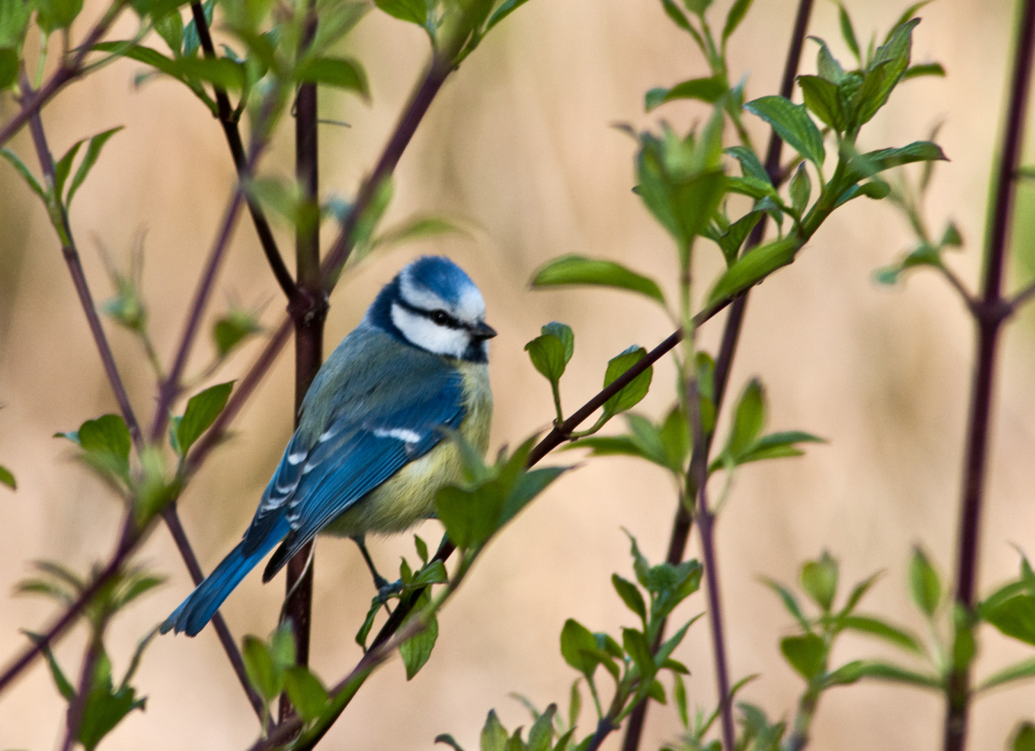 Blaumeise