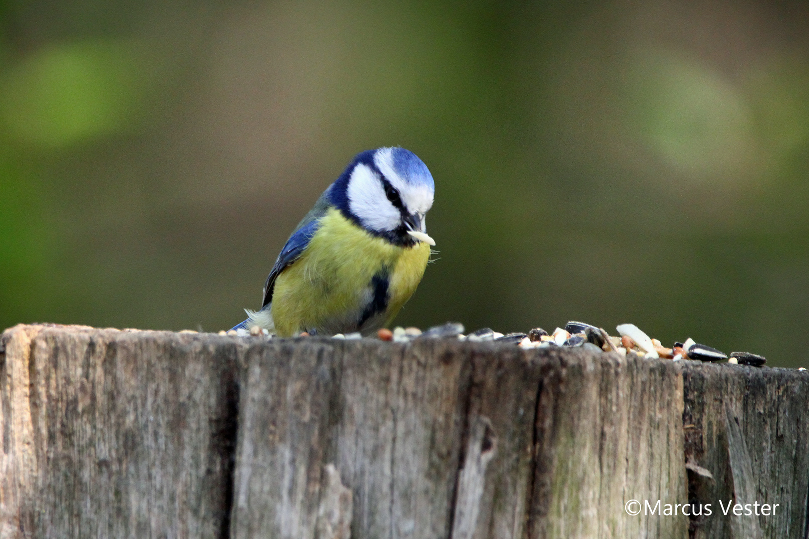 Blaumeise